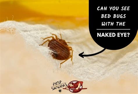 bed bug naked eye|Can You See Bedbugs: Size, Identification, Removal, Prevention